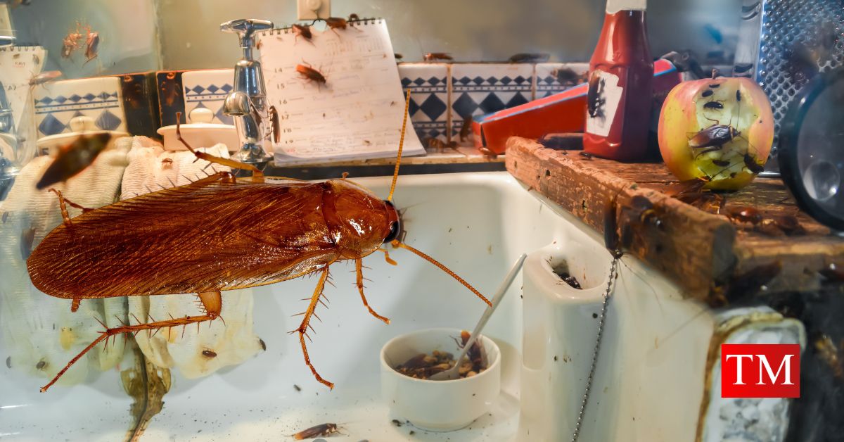 cockroache in kitchen